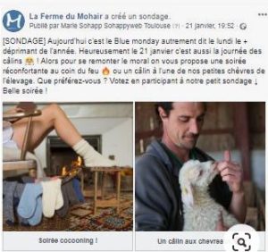blue monday _ferme du mohair