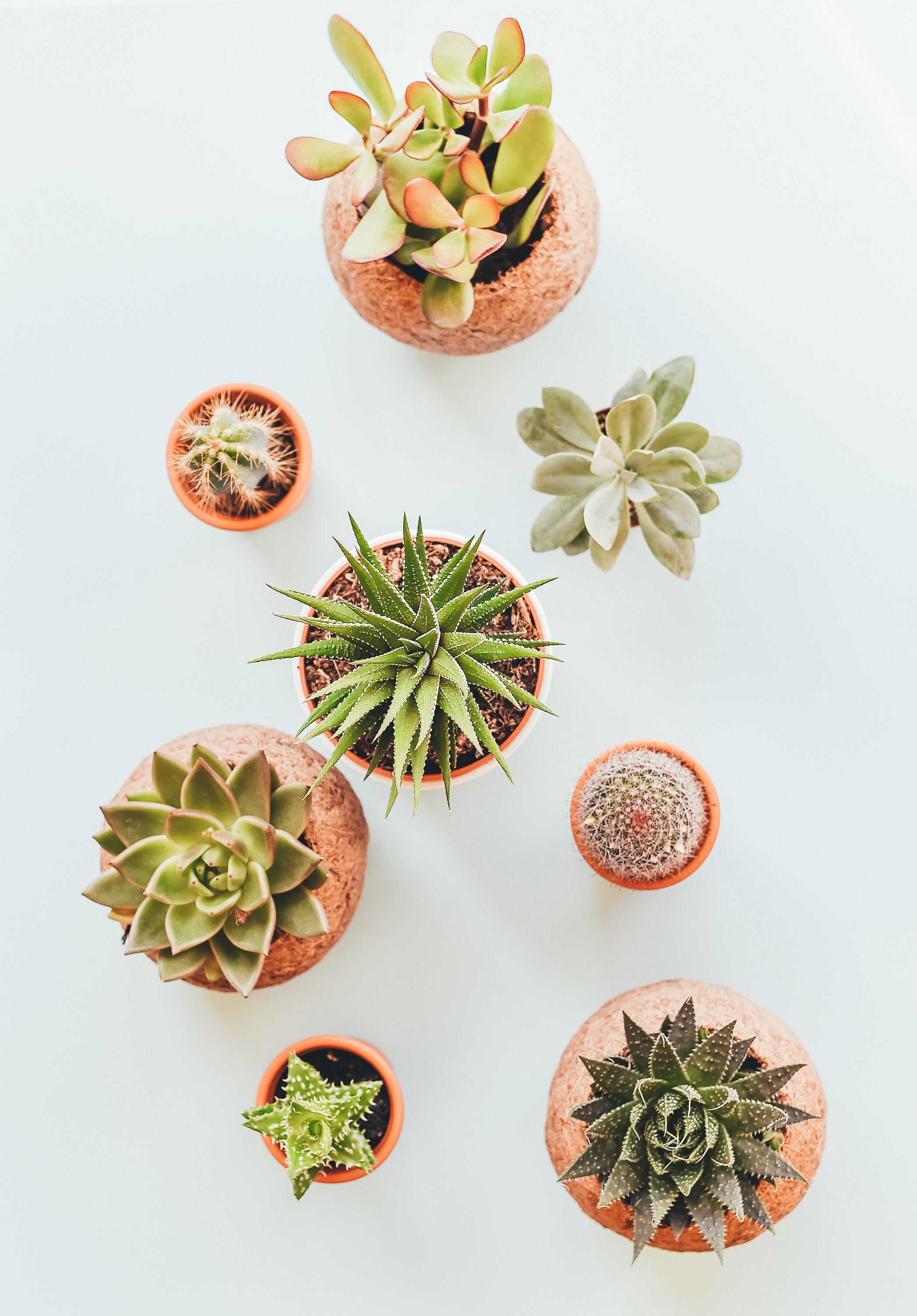 Plantes